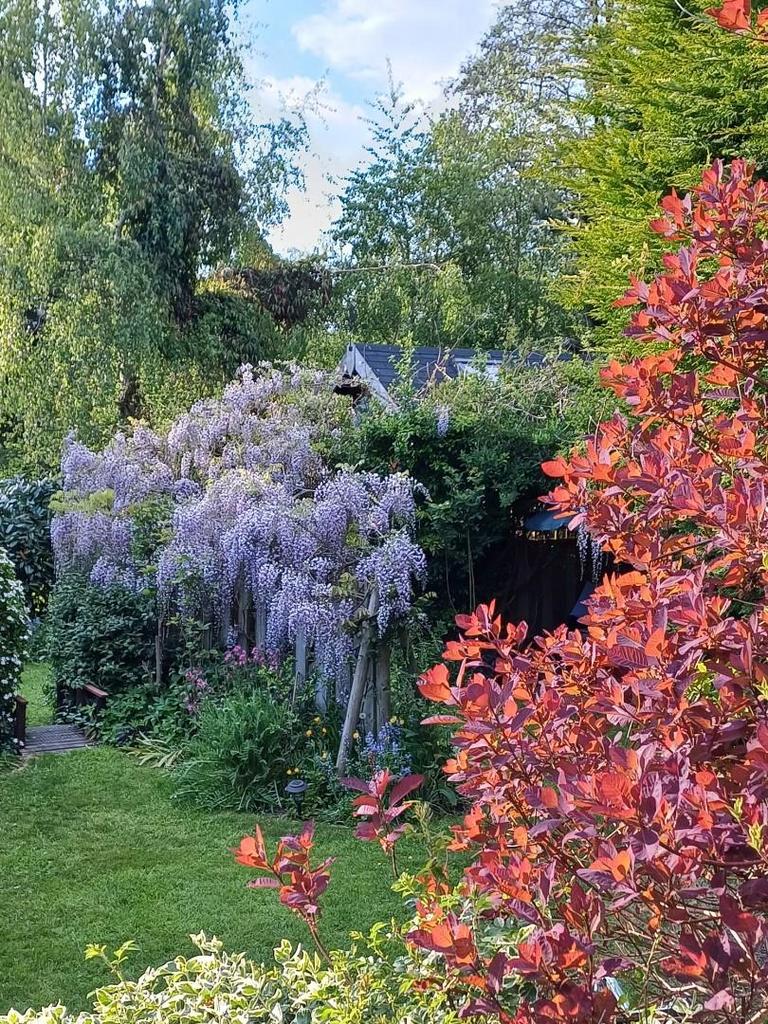 Wysteria.jpg