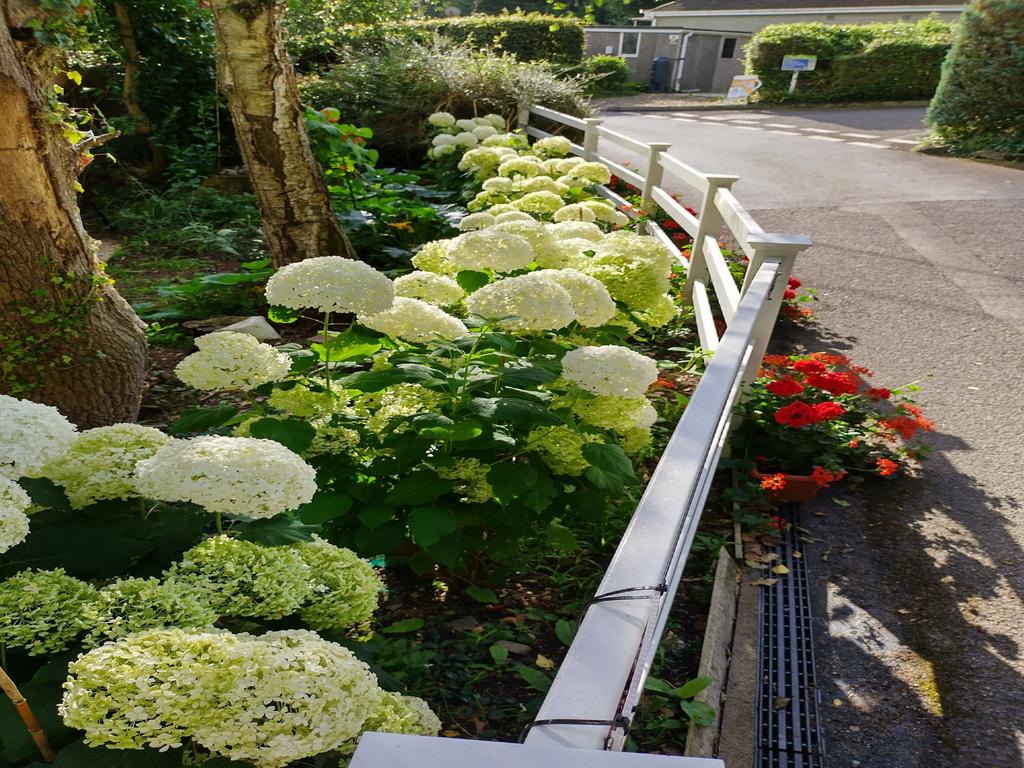 Hydrangeas in the Summer