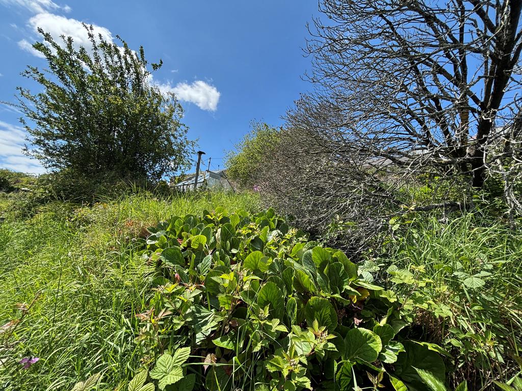Garden T202505220850.jpg