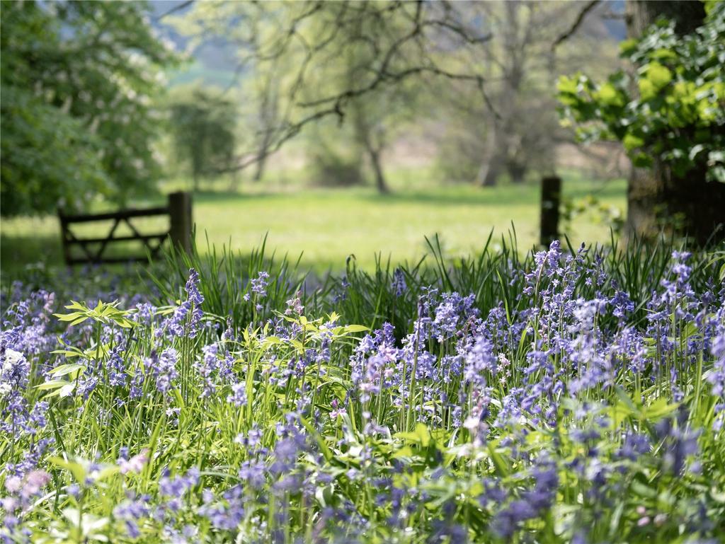 Bluebells and Field