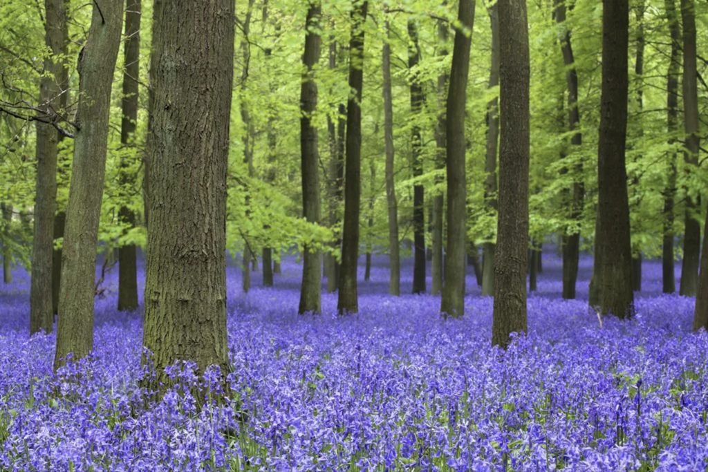 Bluebell woods Ashridge