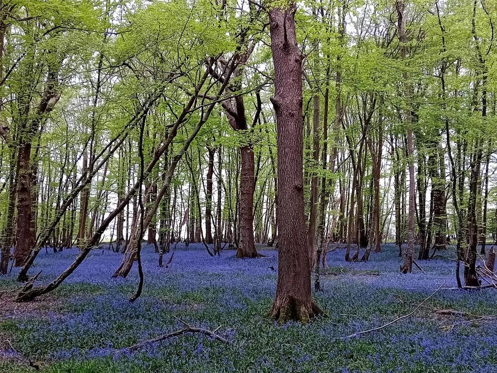 Local Woodland