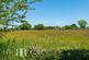 Rear Meadow