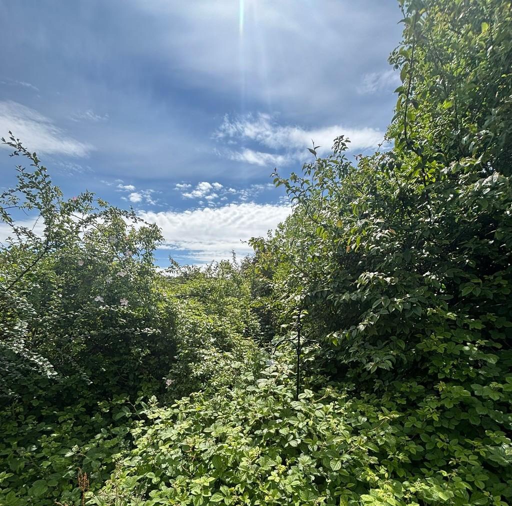 Back garden