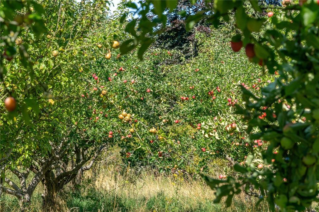 Lot 1 - The Orchard