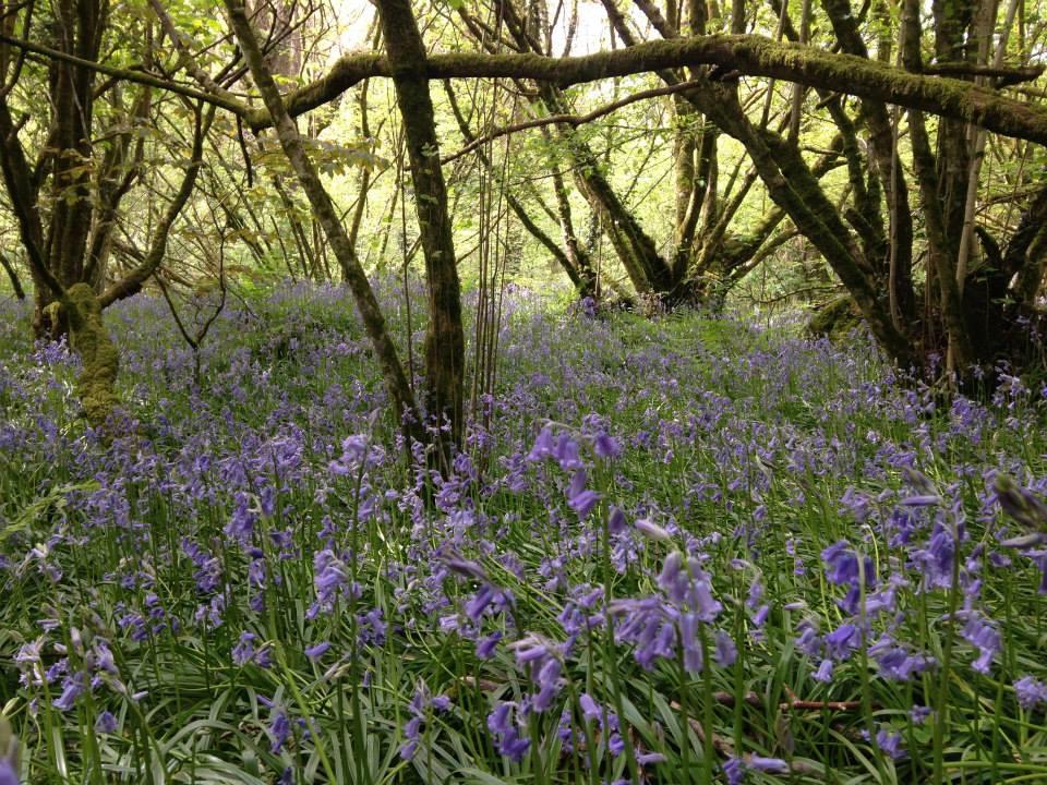Bluebell Woods