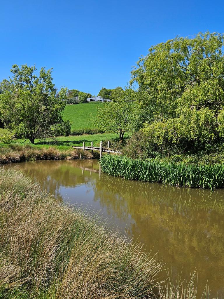 The pond with walkway to island