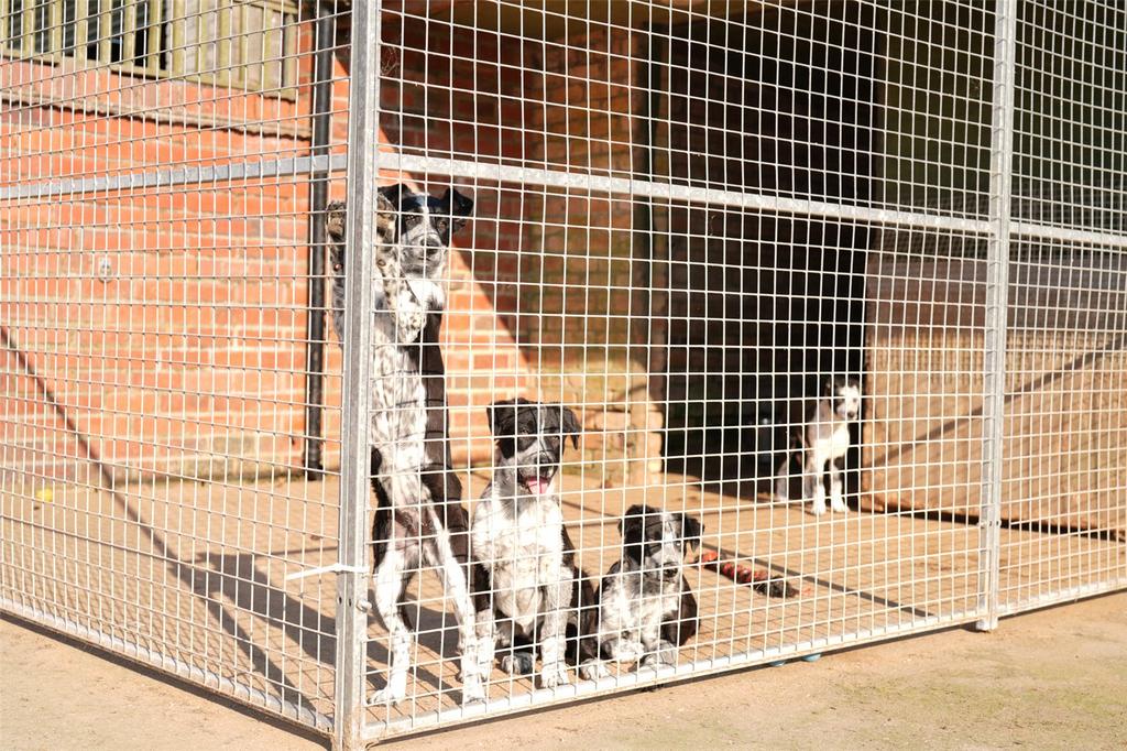 Future Sheepdogs