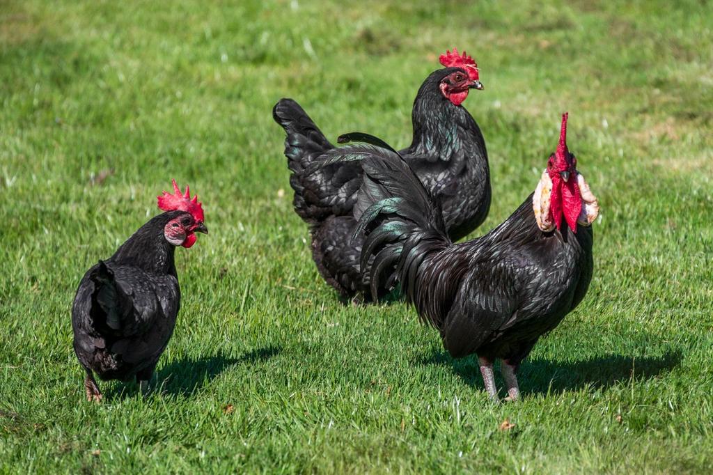 Chickens