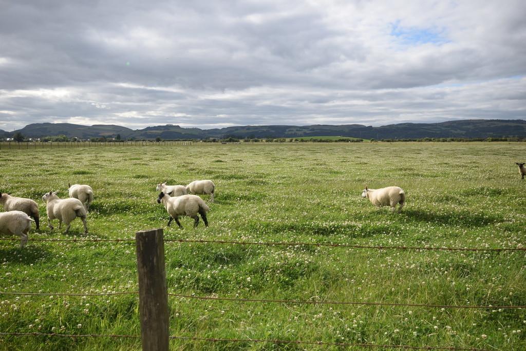 Sheep