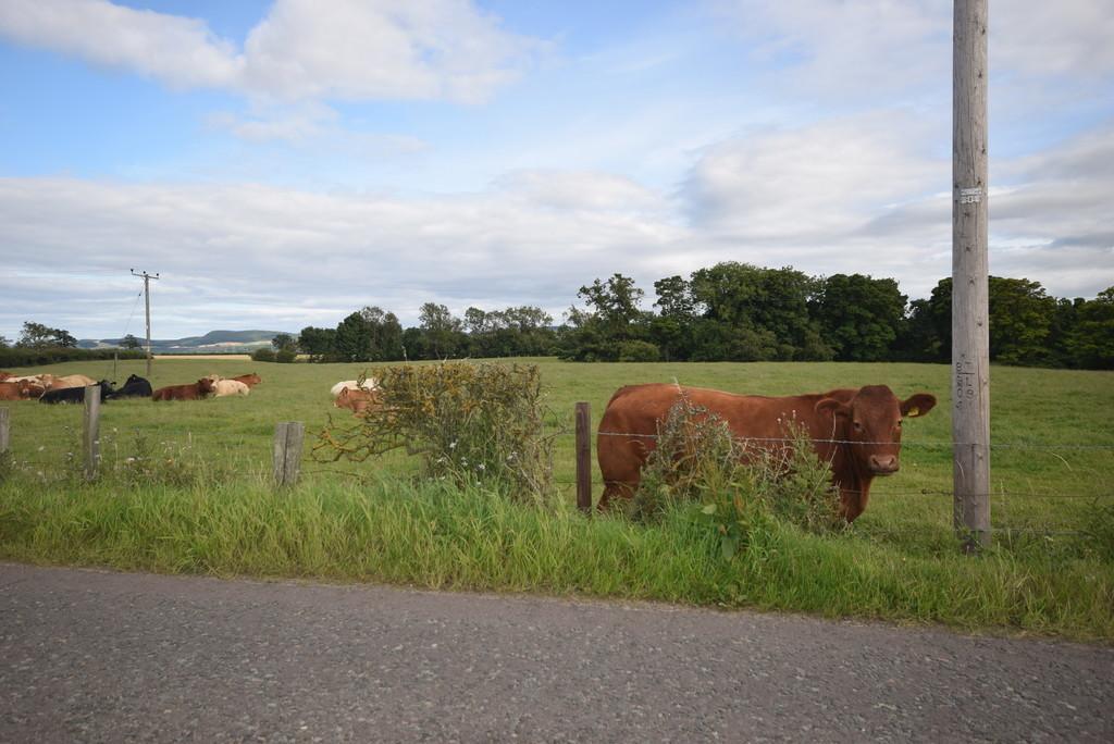 Cows