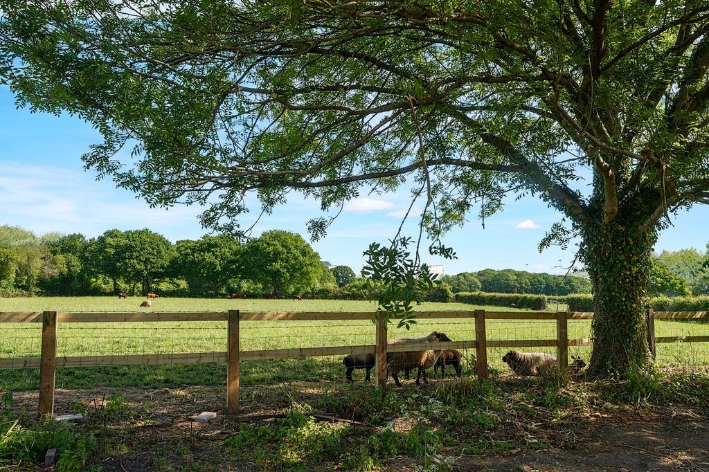 Adjacent Field