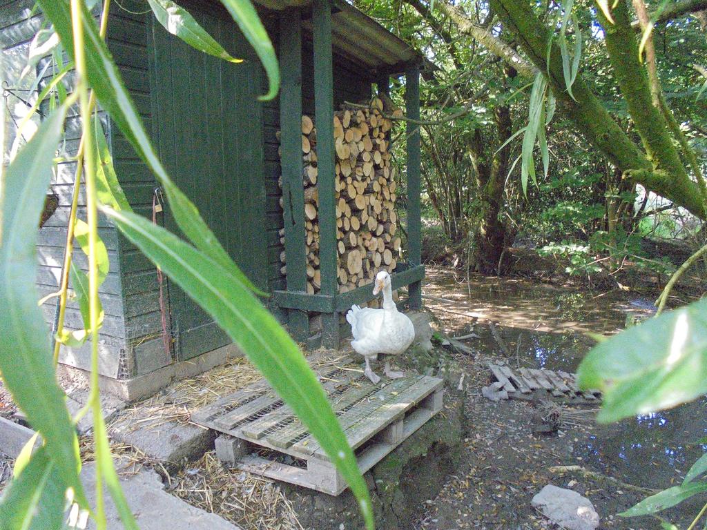 Duck house and pond