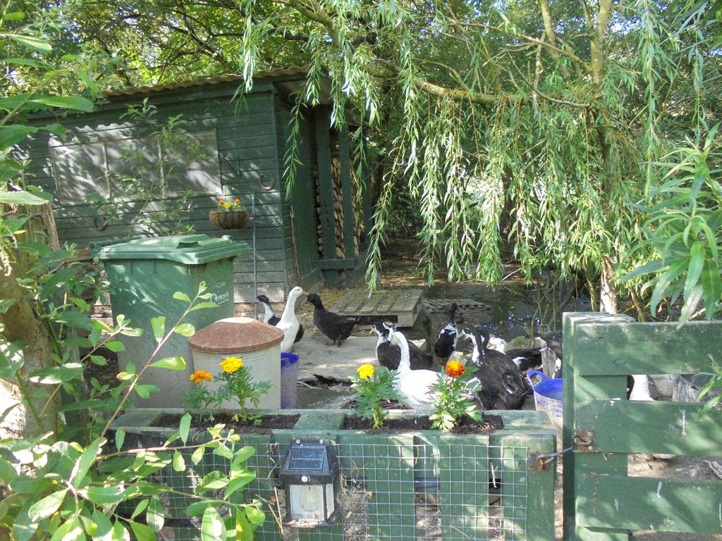 Duck house and pond