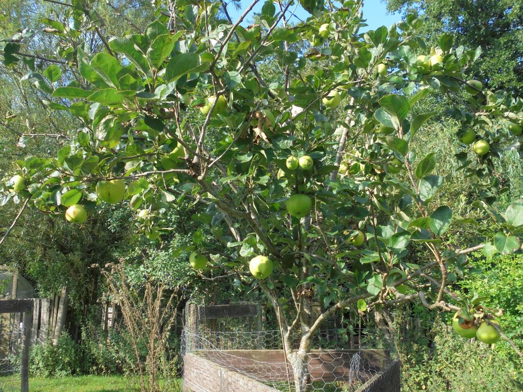 Fruit tree orchard and paddock