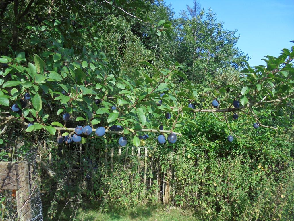 Fruit tree orchard and paddock