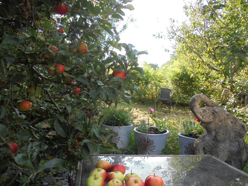 Fruit tree orchard and paddock