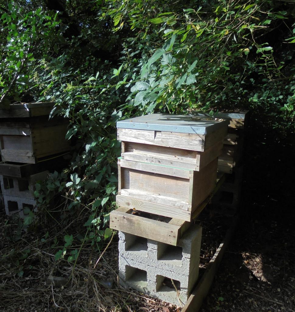 Apiary