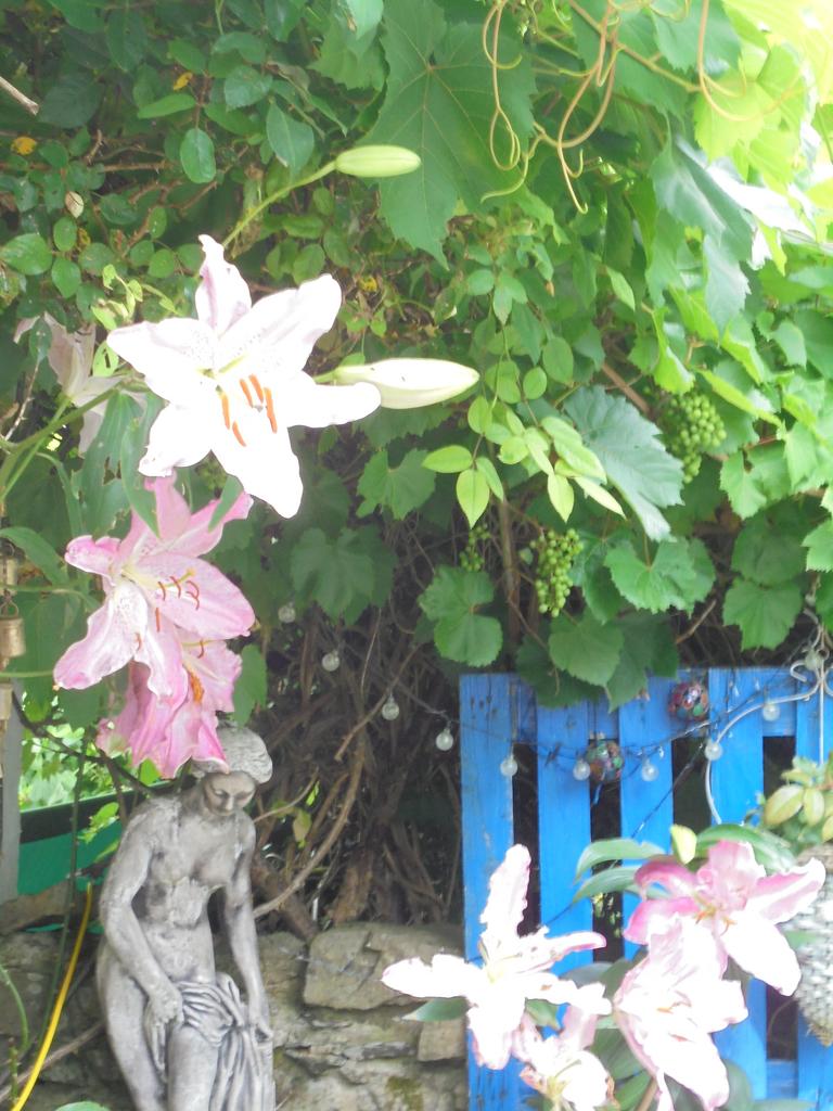 Garden (fourth image)