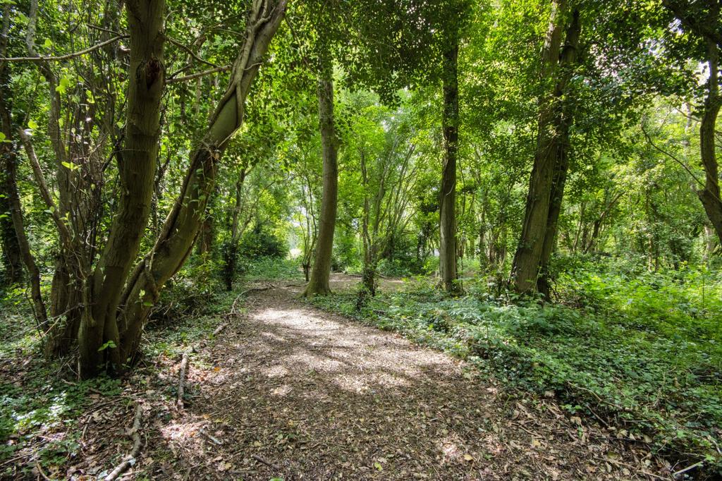 Woodland