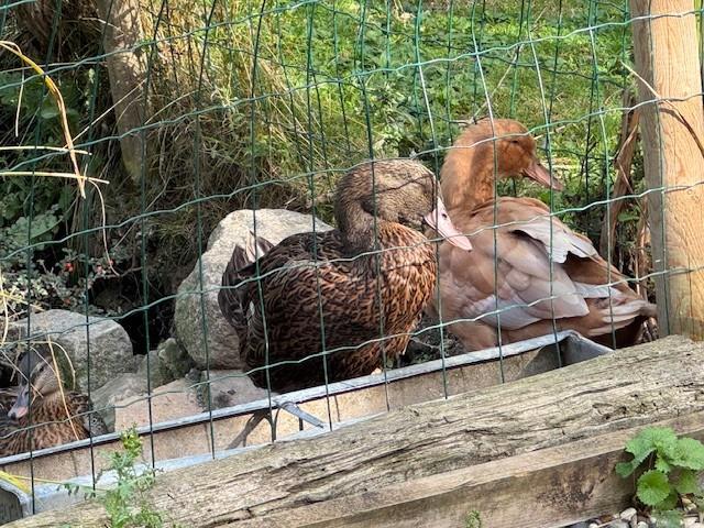 The Neighbours