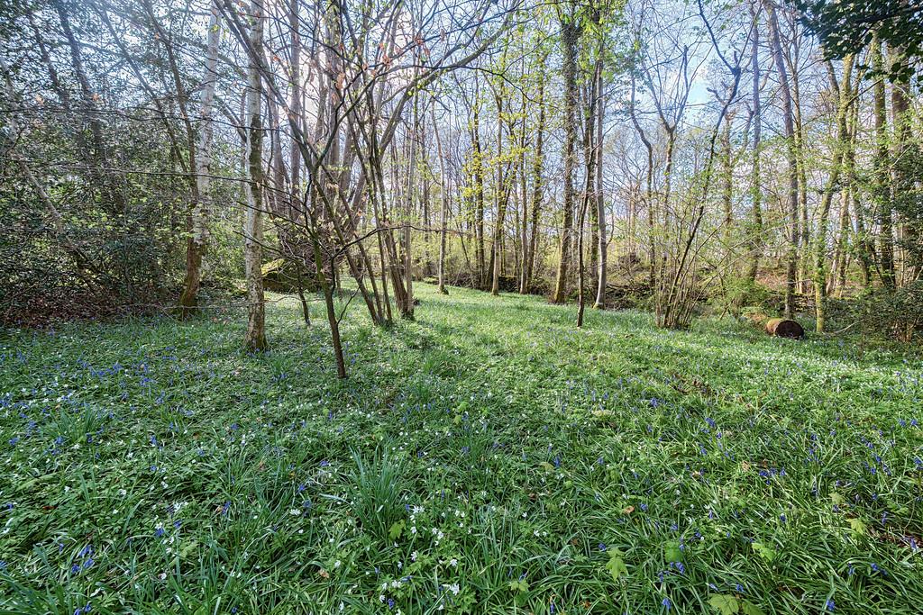 Woodland