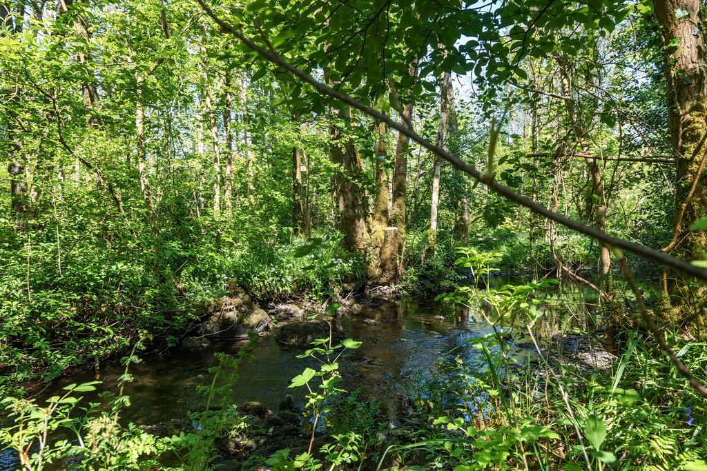 Stream and woodland