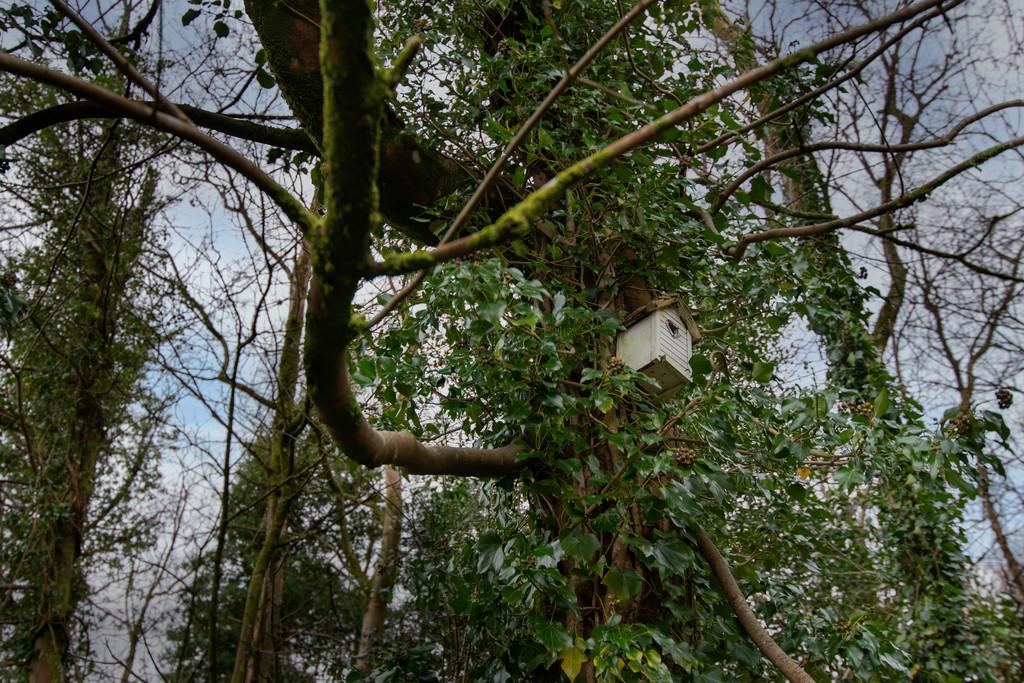 Woodland