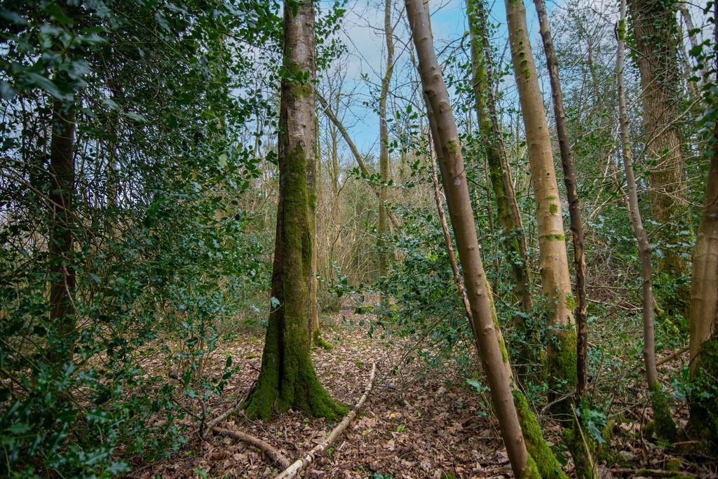 Woodland