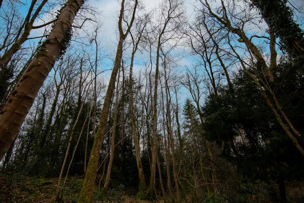 Woodland