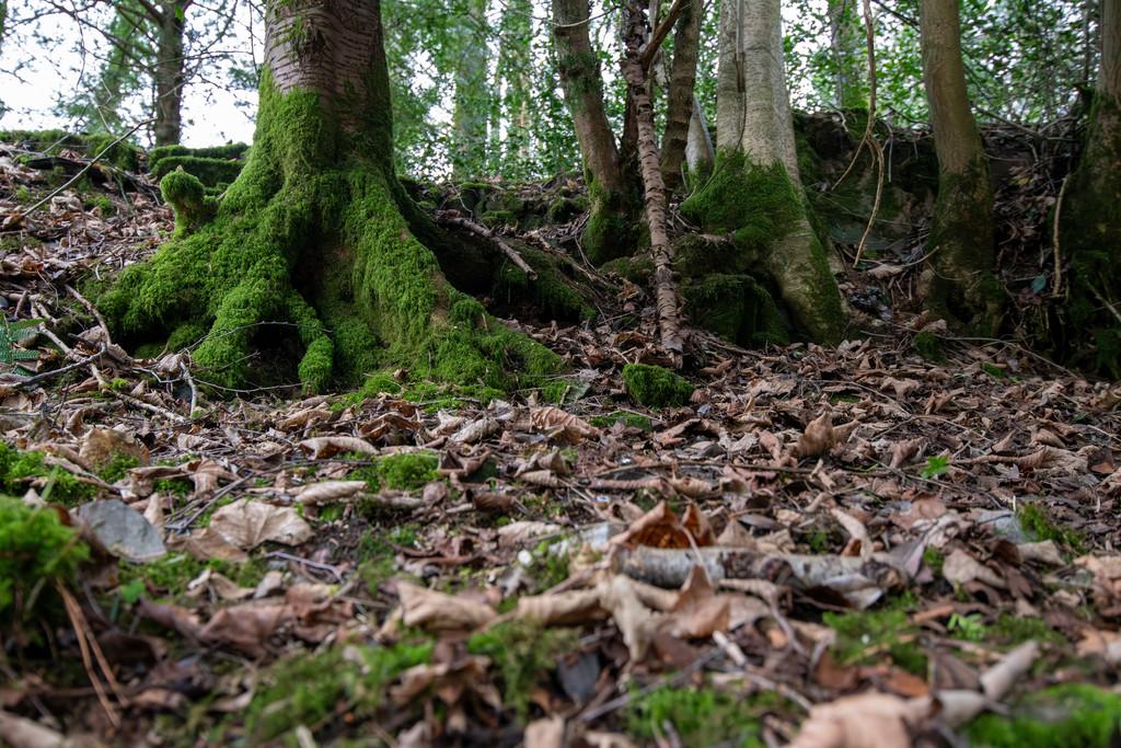 Woodlands