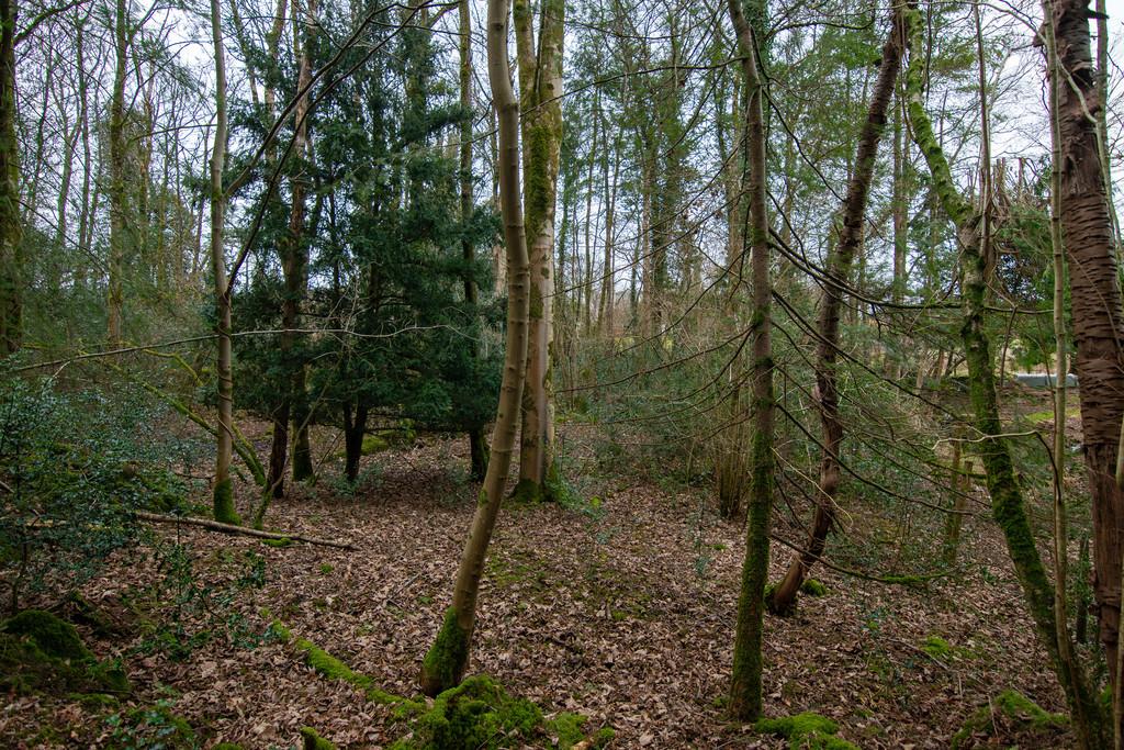 Woodlands