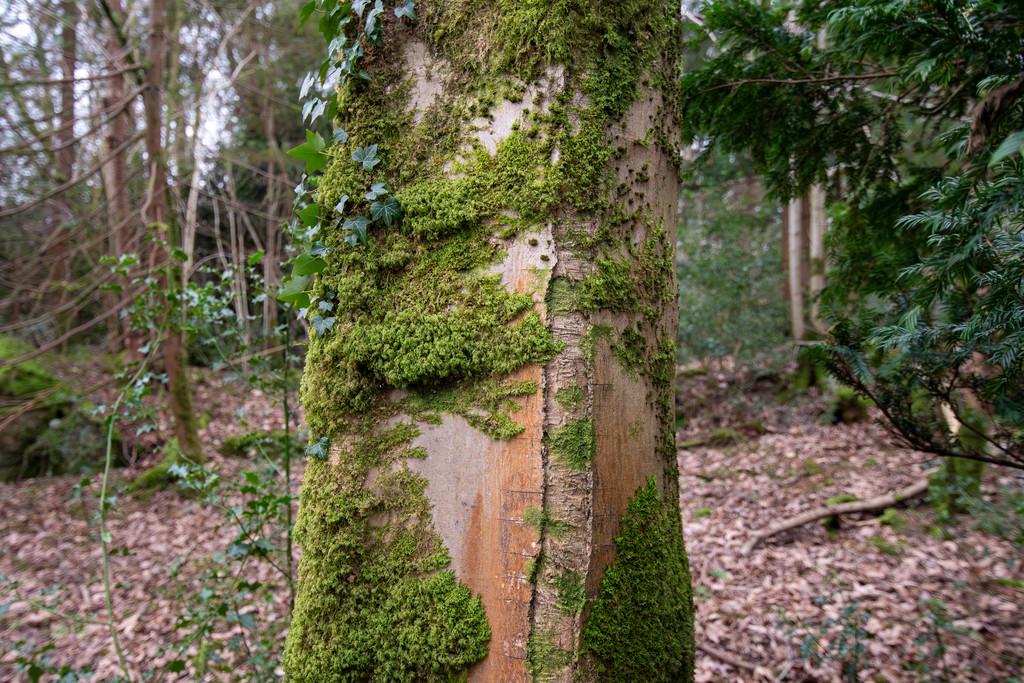 Woodlands