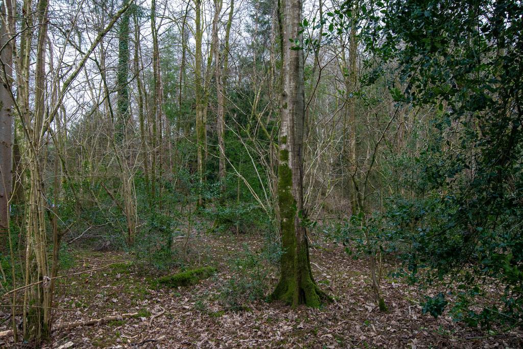 Woodlands