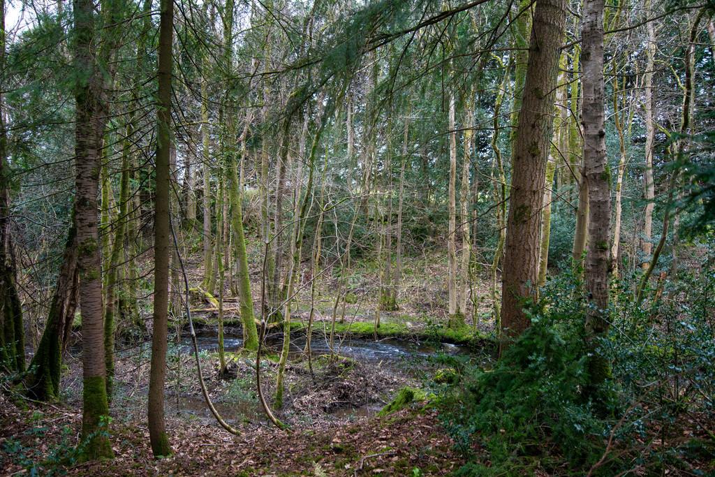 Woodlands