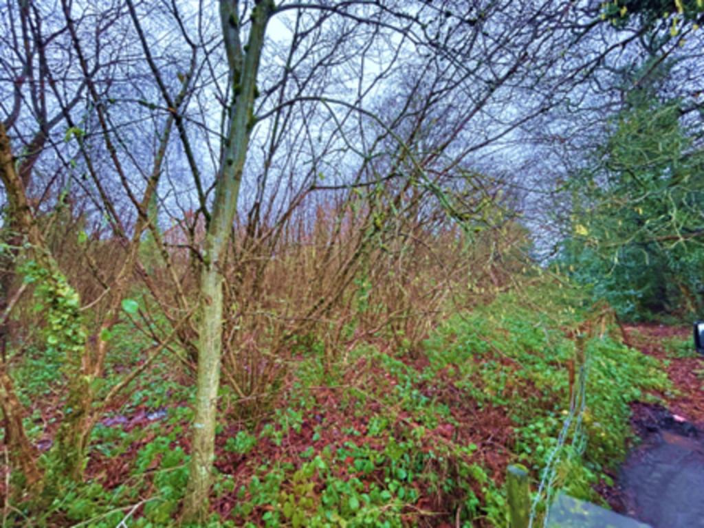 Web photo 3