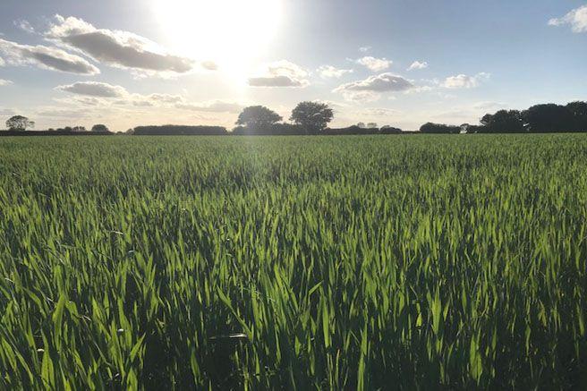 Stunning Field Views
