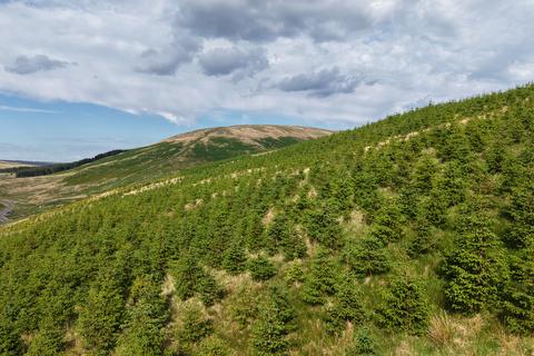 Woodland for sale, Waterhead Hill, Near Lennoxtown, East Dunbartonshire G63