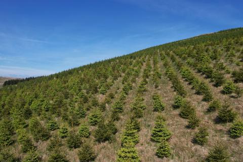 Woodland for sale, Waterhead Hill, Near Lennoxtown, East Dunbartonshire G63