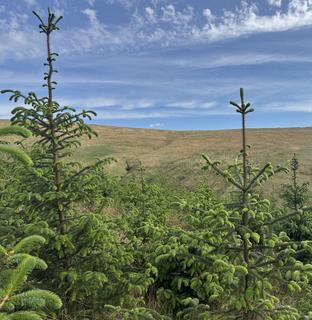 Woodland for sale, Waterhead Hill, Near Lennoxtown, East Dunbartonshire G63
