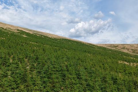 Woodland for sale, Waterhead Hill, Near Lennoxtown, East Dunbartonshire G63