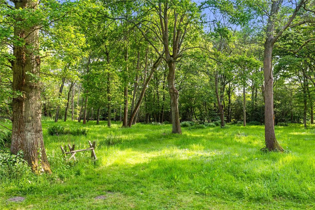 Wooded Area