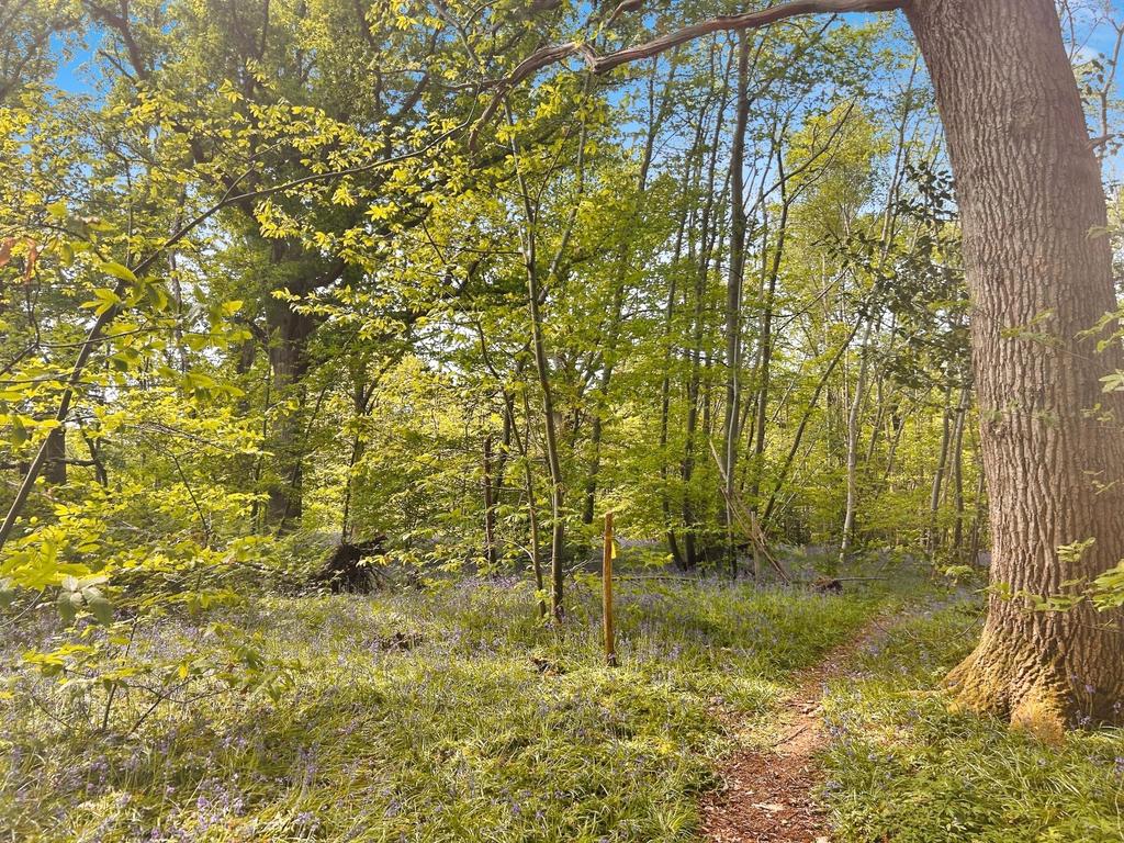 Woodland