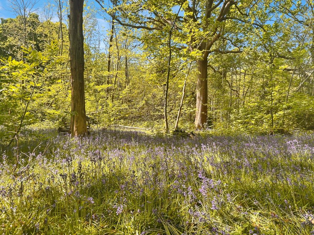 Woodland