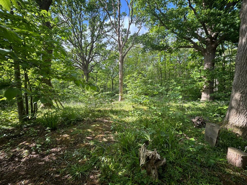 Woodland