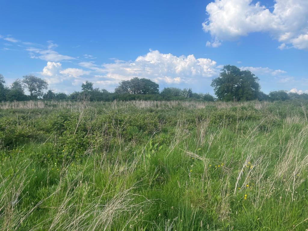 Lot 5