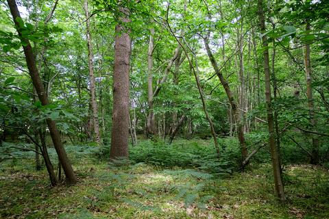 Camden Hill, Sissinghurst TN17