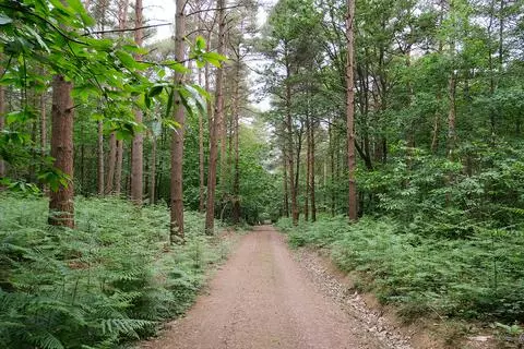 Woodland for sale - View 3