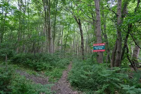 Woodland for sale - View 4