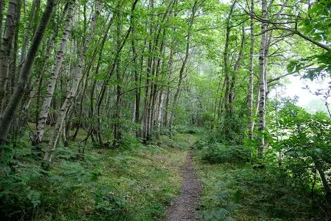 Woodland for sale - View 5